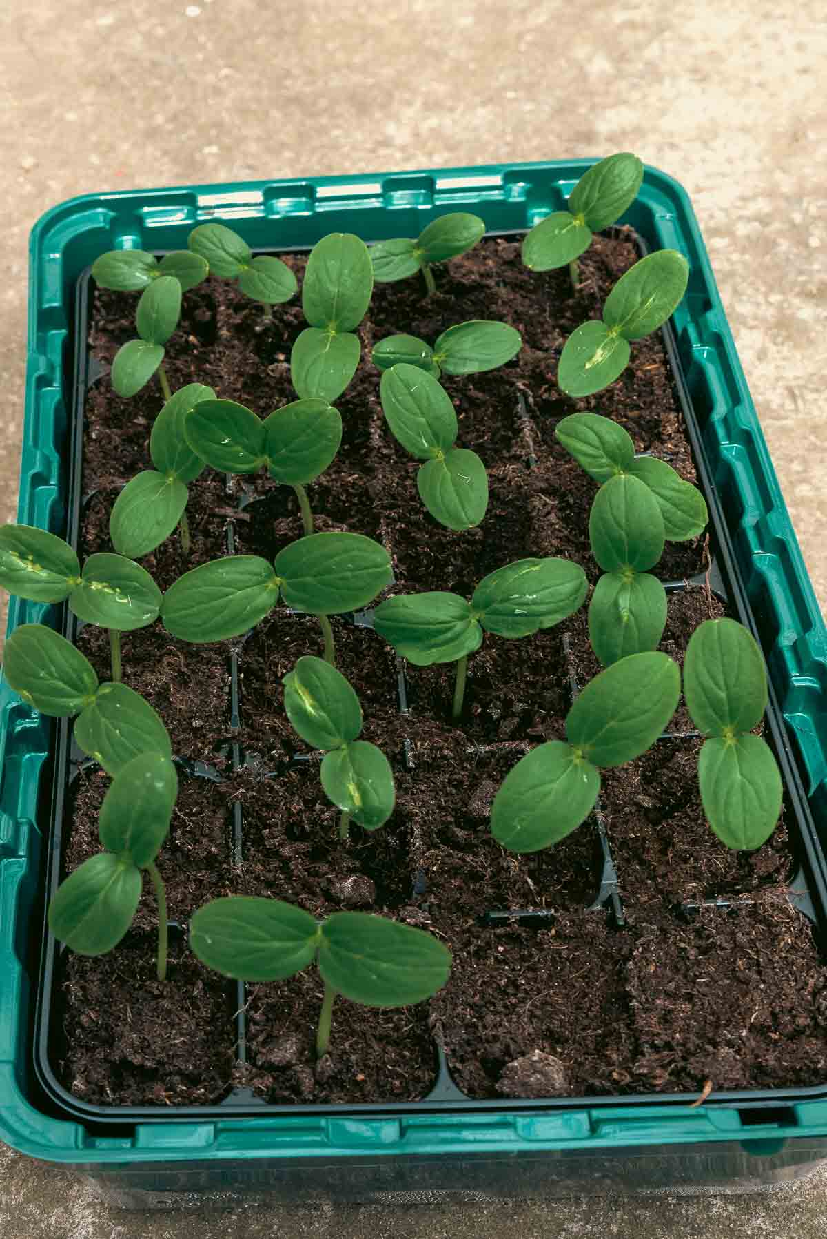 A ray of cucumber seeds that have just germinated recently.