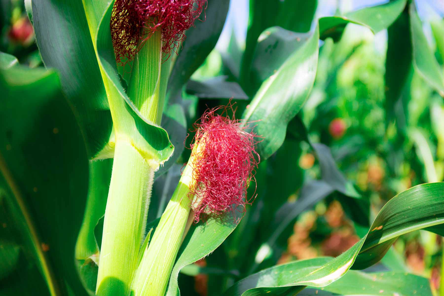 An ear of corn growing in a raised bed with its emerging silks and tassels on full display.