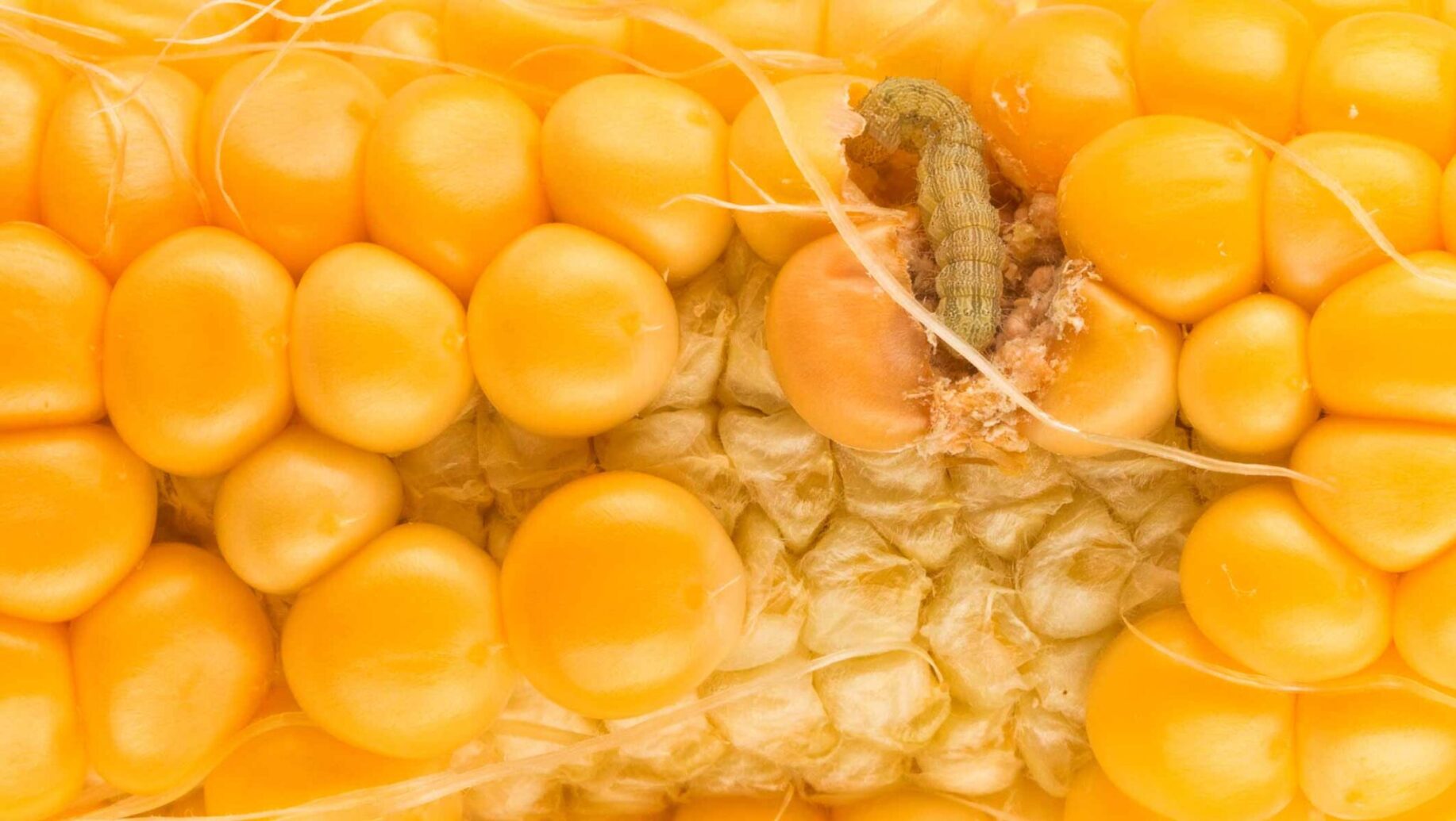 A corn earworm eats through a healthy plant.