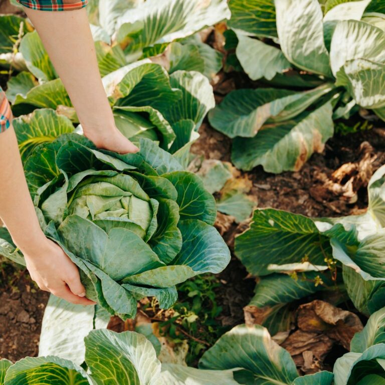 A pair of hands harvesting a large cabbage out of a garden.