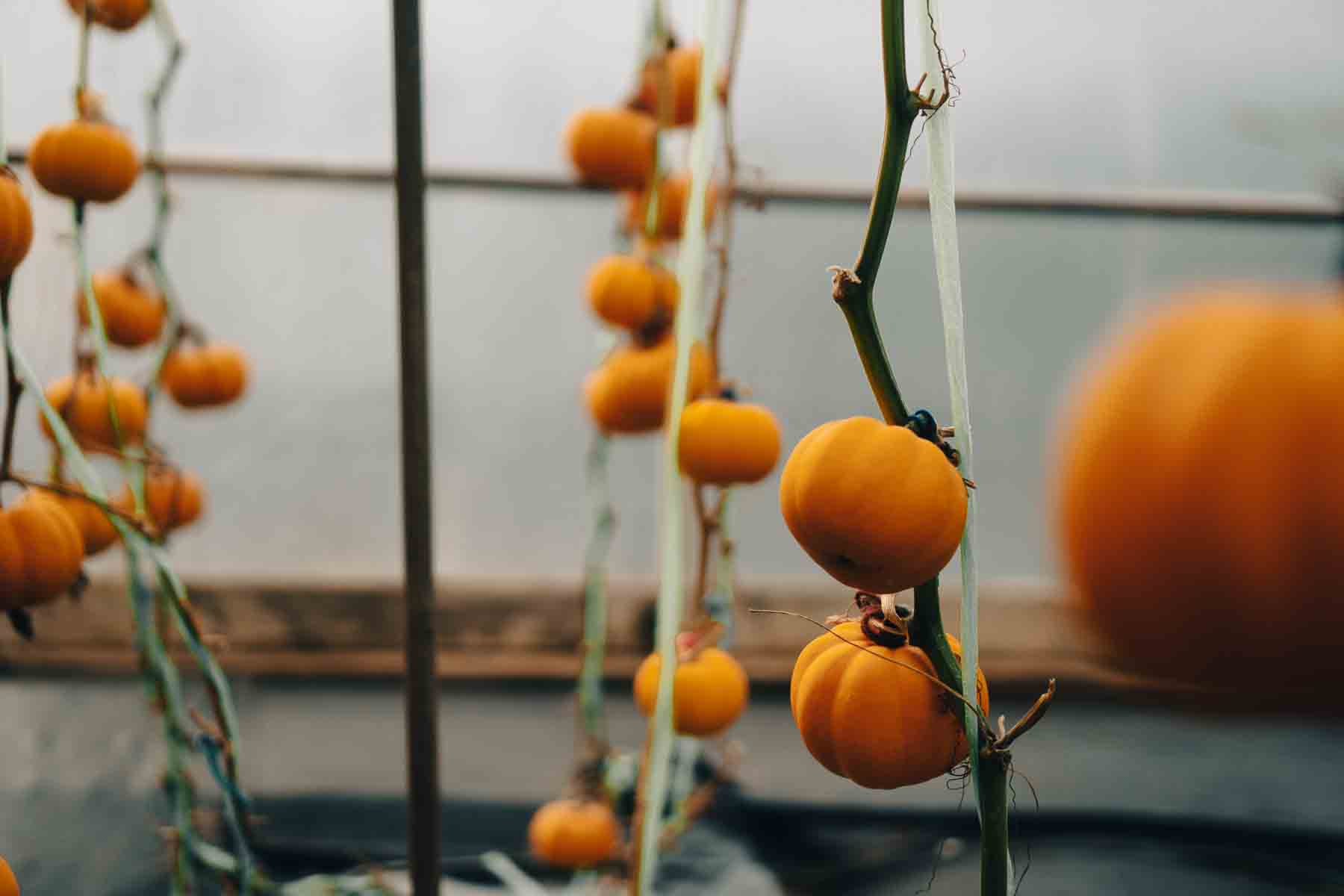 Small bright orange pumpkins growing up sturdy, staked supports inside of a greenhouse.