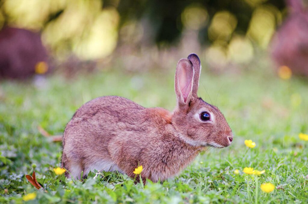Yes, Rabbits Do Eat Tomato Plants, Here's Ways To Stop Them