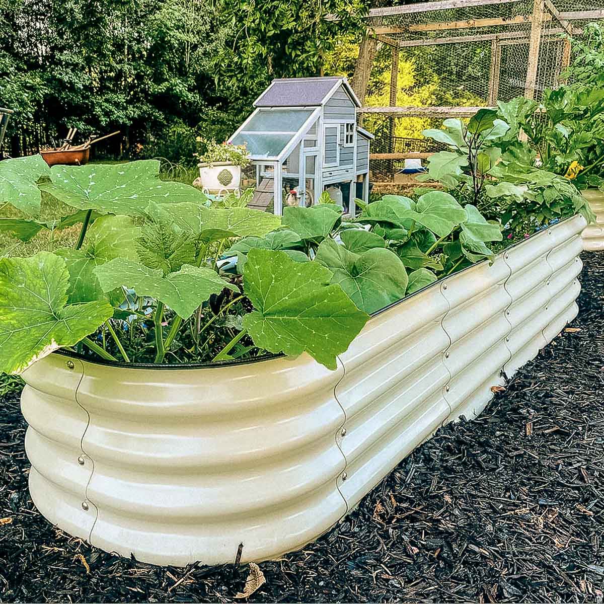 A single white raised bed full of vegetables starting to grow.