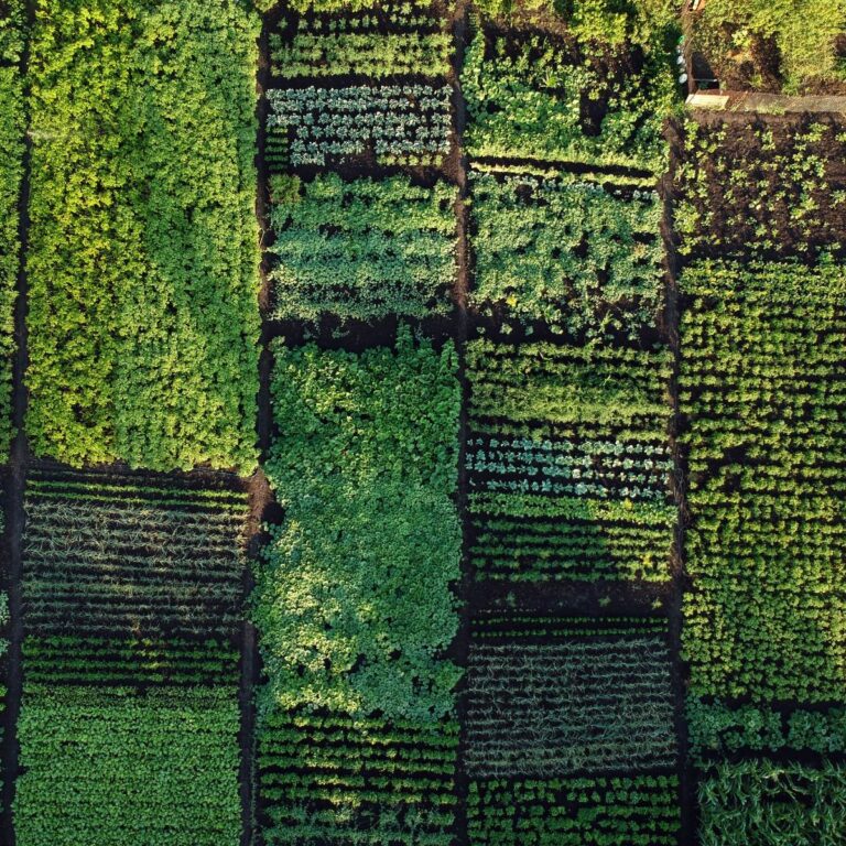 An overhead, aerial shot of raised bed gardens.