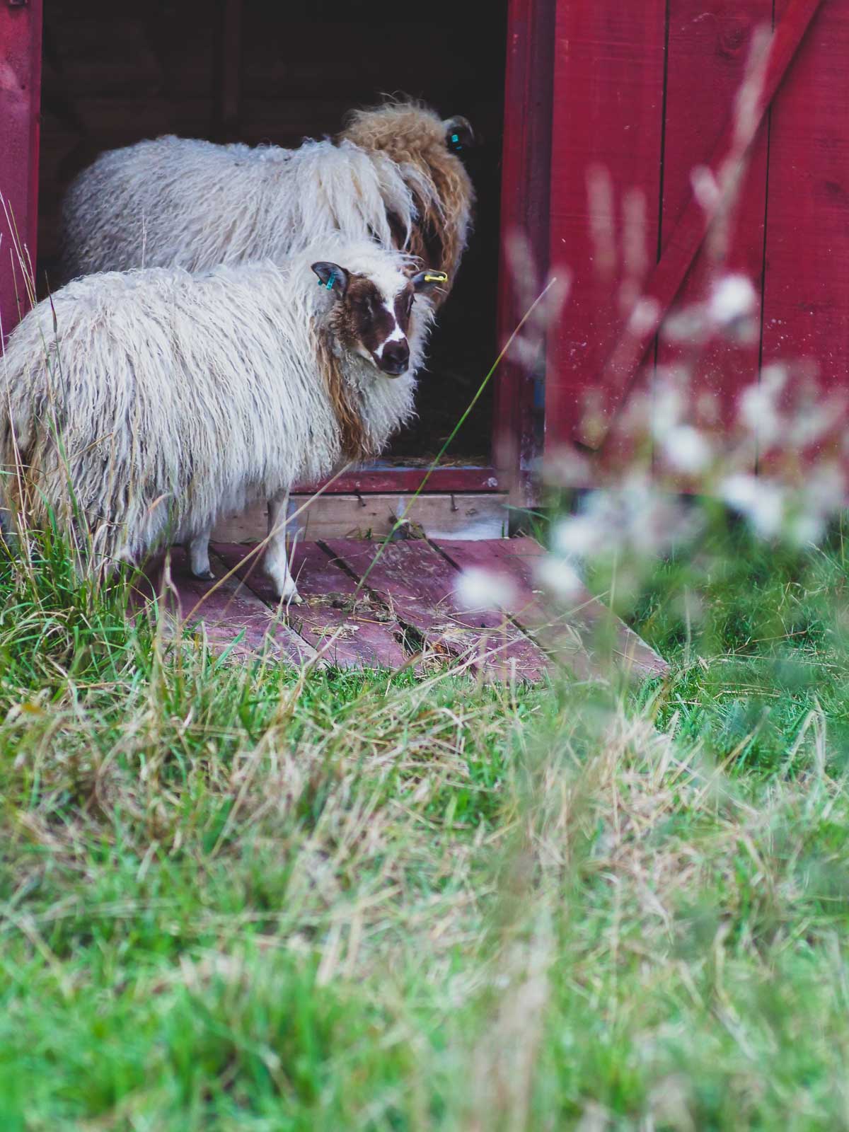 Two white Icelandic ewes standing in a bright red sheep shed.