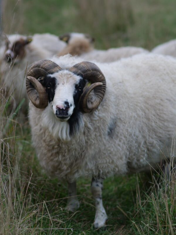 Why We Chose Icelandic Sheep For The Homestead
