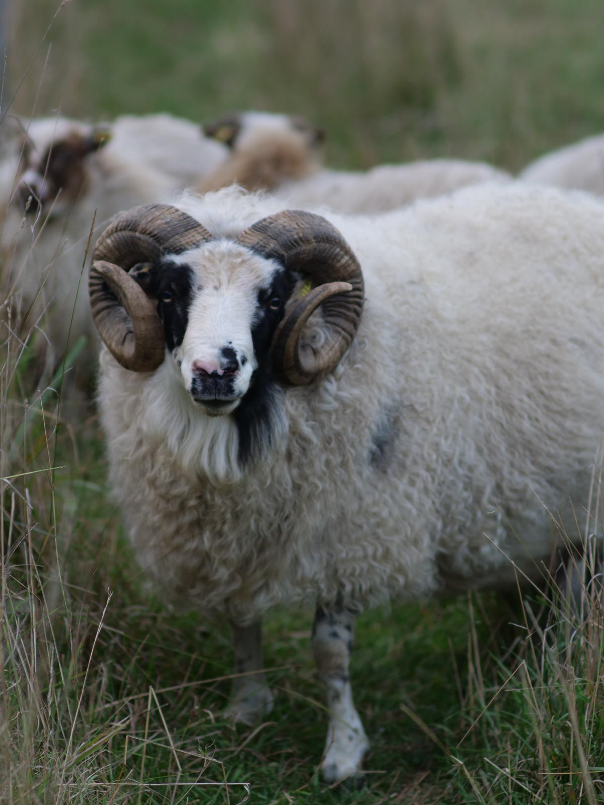 A large Icelandic ram with white wool and massive, curled horns stands in a pasture.
