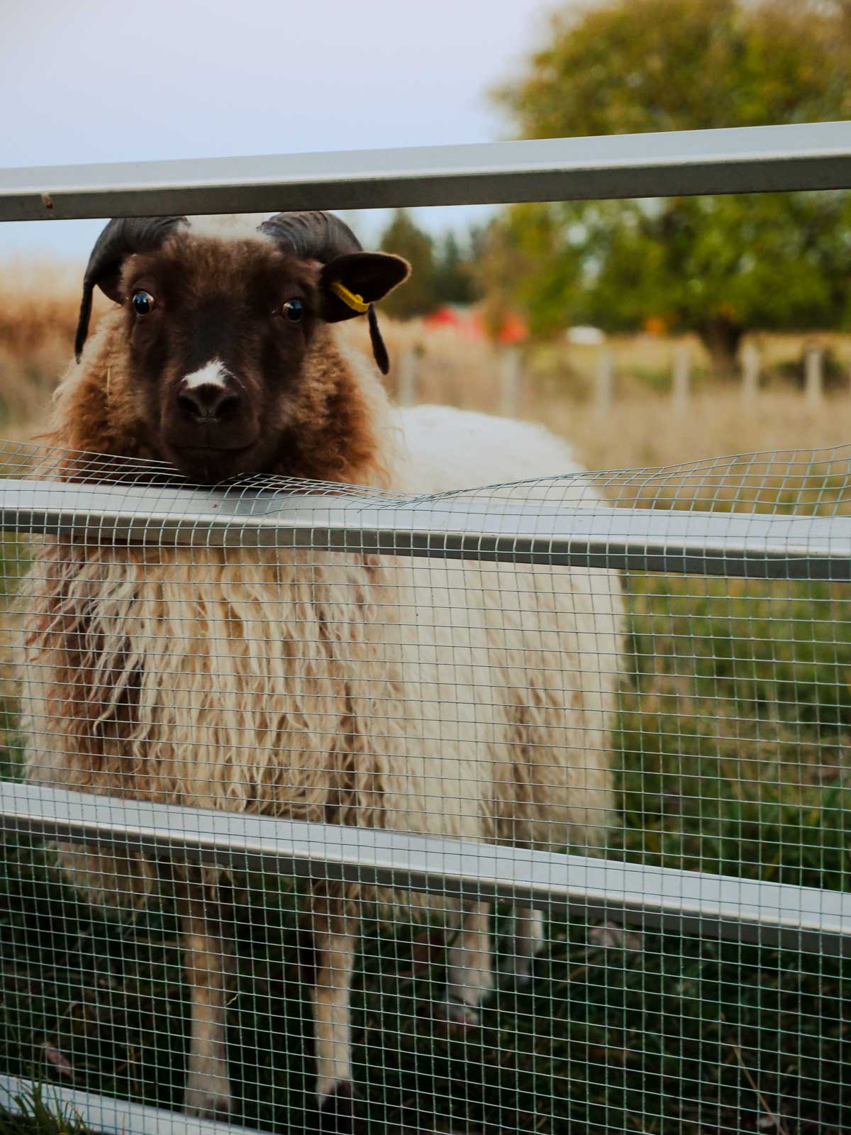 A horned white and brown Icelandic ewe leaning up against a metal gate in her pasture.
