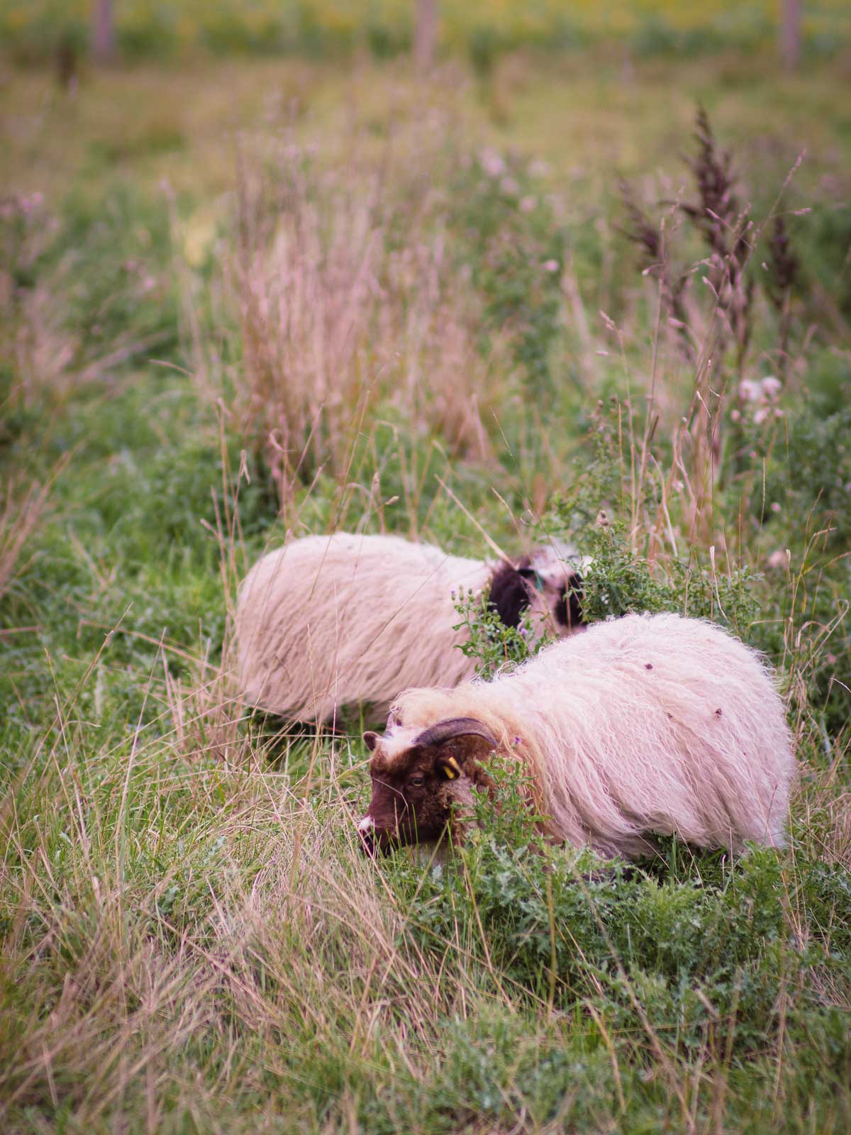 Two Icelandic ewes with long, white wool eating a very tall pasture of mixed grasses and legumes.