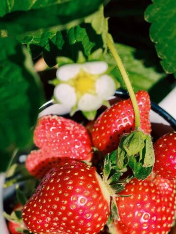 A white mug full of freshly picked red strawberries next to a plant.