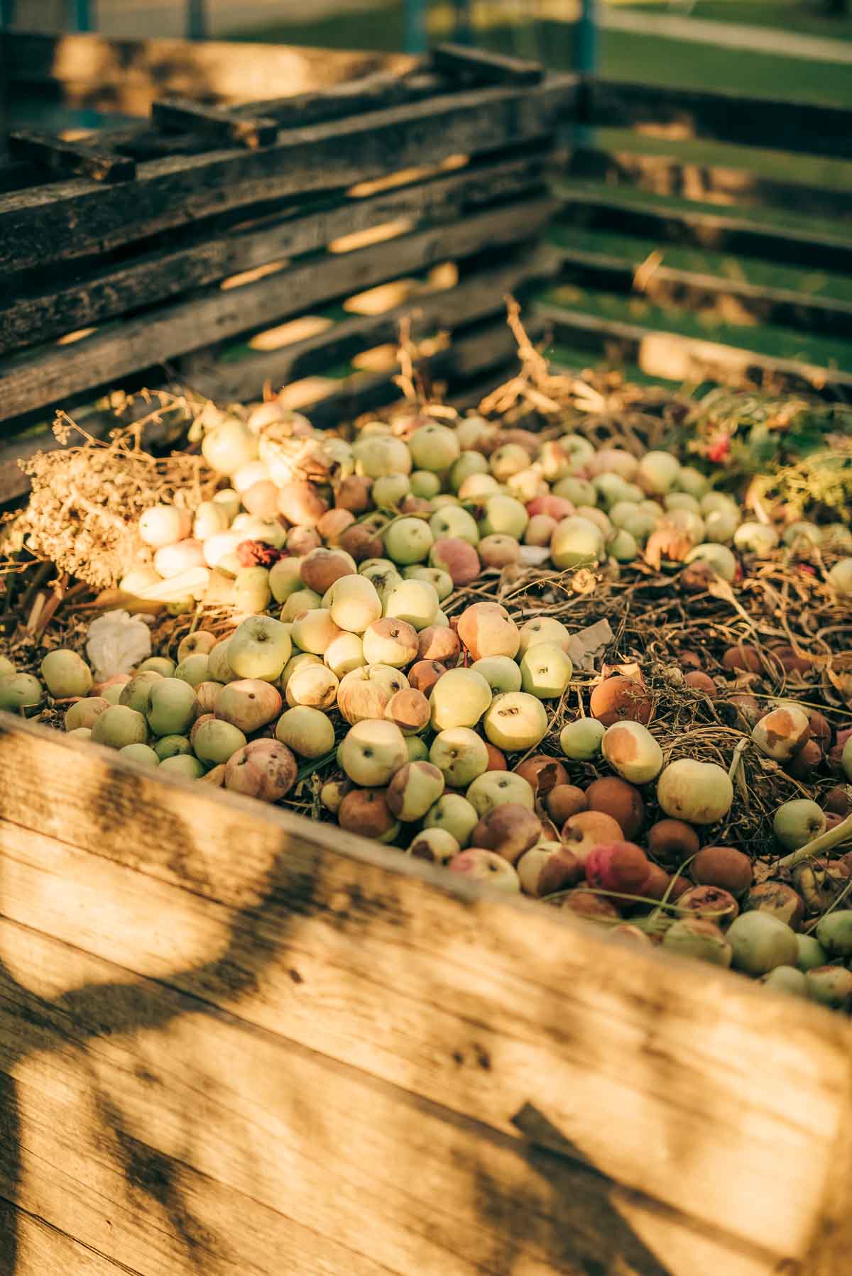 A wooden compost bin full of mixed organic materials and apples that can be used as mulch once it breaks down.