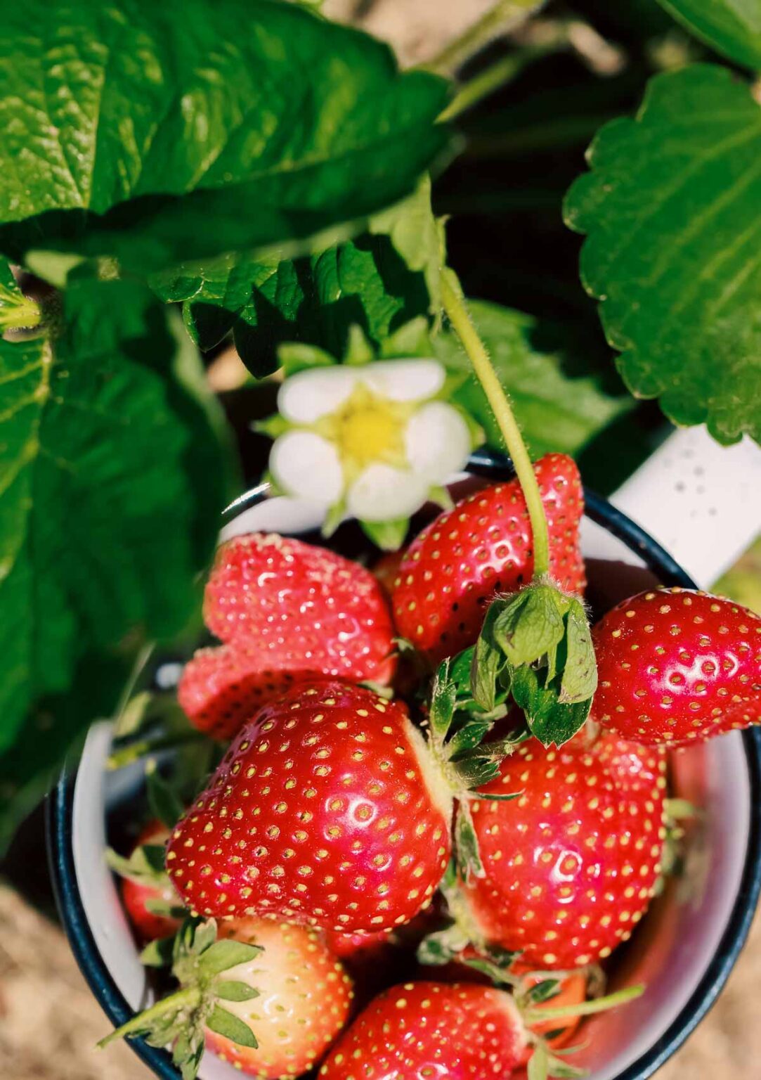 The BEST Compost For Strawberries {And How To Use It}
