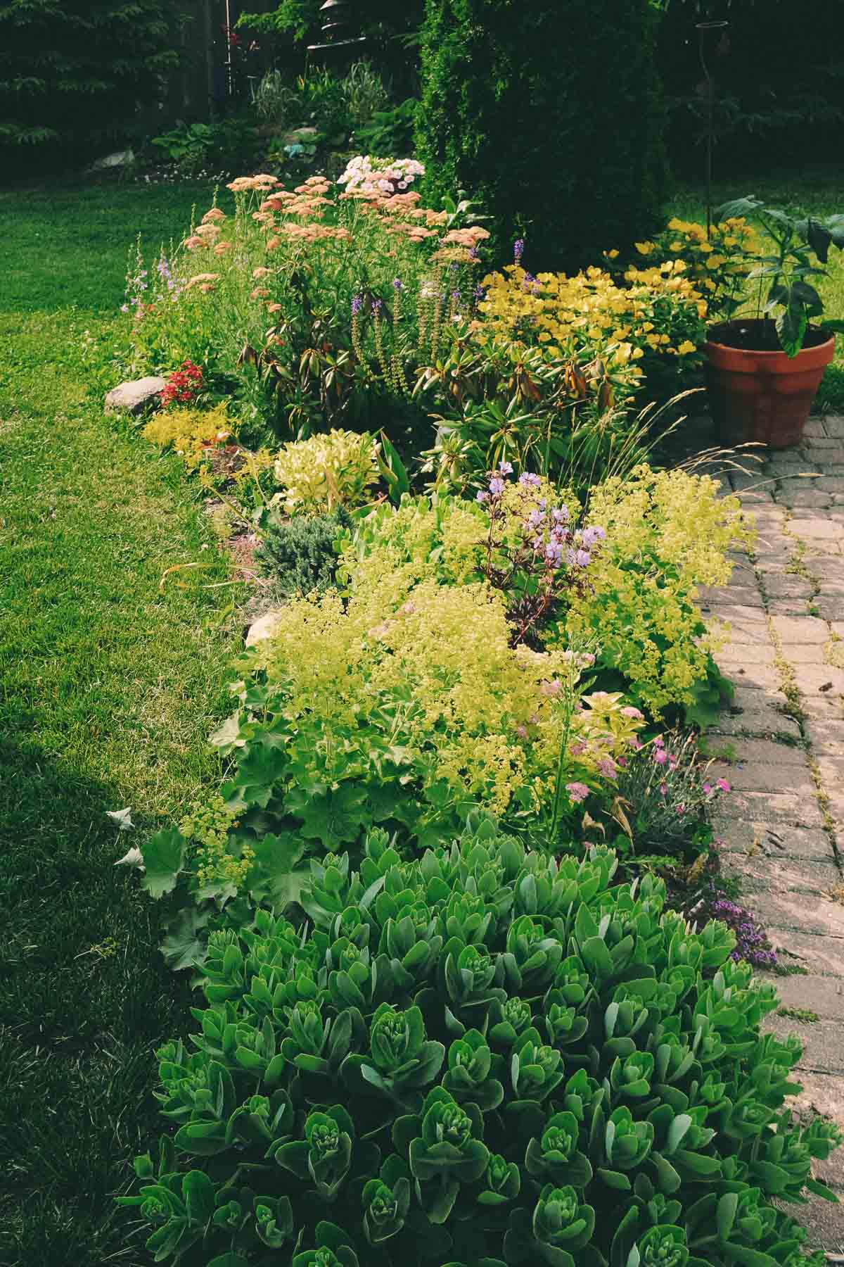 A mulched and edged flower bed of various annuals and perennials growing in the summer.
