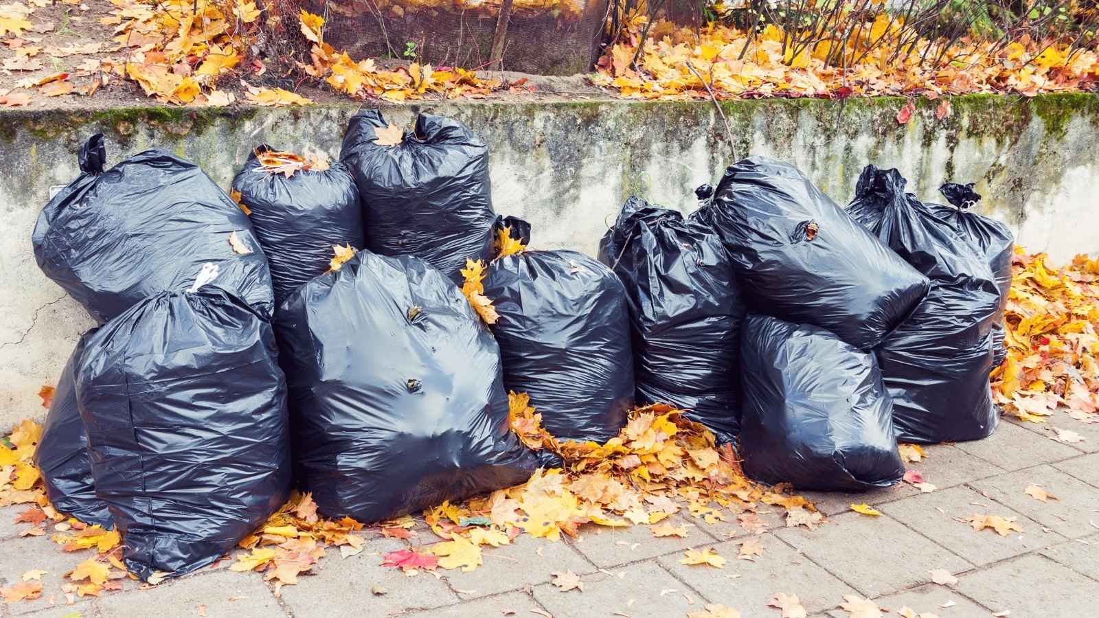 Ten black garbage bags full of fallen leaves on a suburban street.