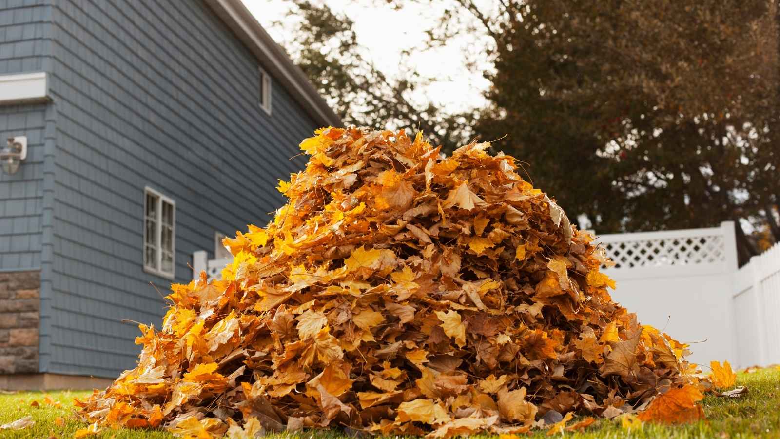 A big pile of golden autumn leaves.