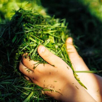 A handful of fresh grass clippings being used for mulching.