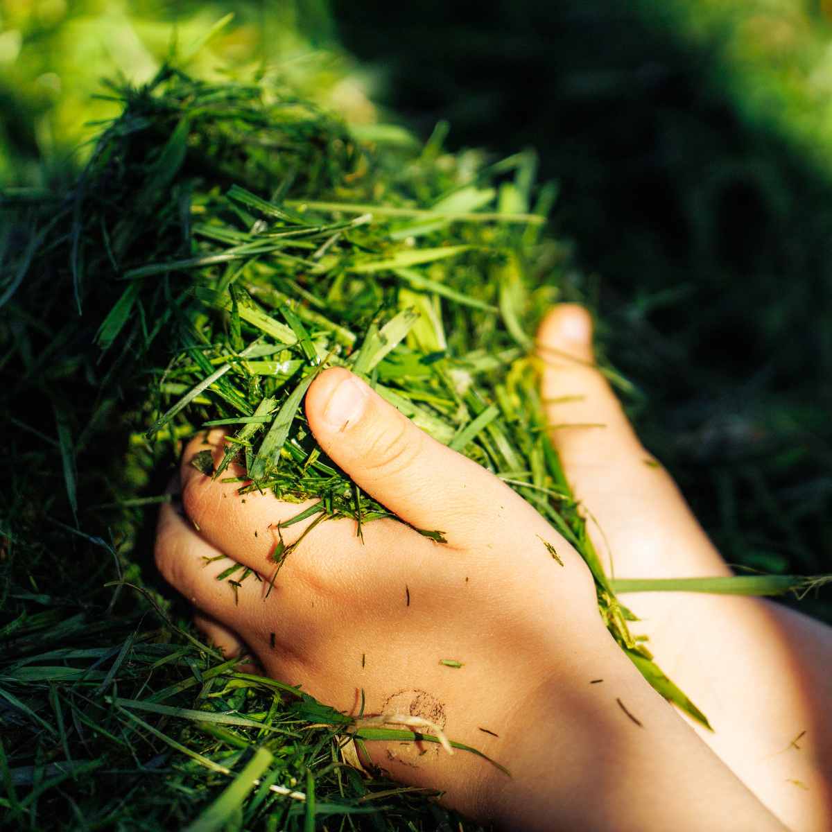 Can You Use Grass Clippings As Mulch? Yes! I'll Explain How.