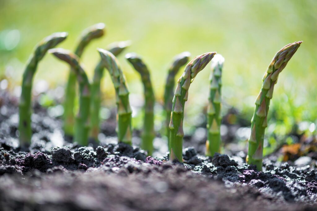 The BEST Mulch For Asparagus {Protect Your Asparagus Patch}