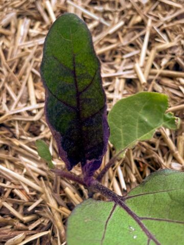 An eggplant seedling with three green and purple leaves growing in a raised bed heavily mulched with straw.