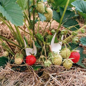 Strawberry plants mulched with grass clippings and straw.