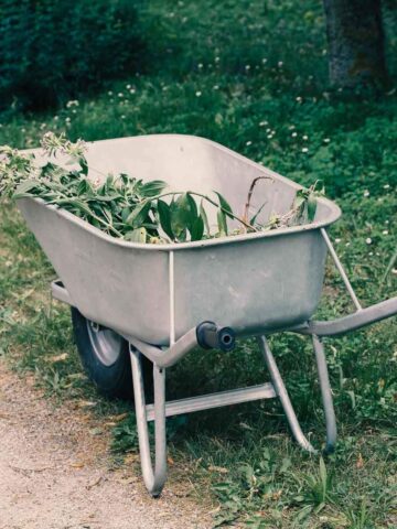 A silver wheelbarrow full of chop and drop weeds and plants for use as a mulch.