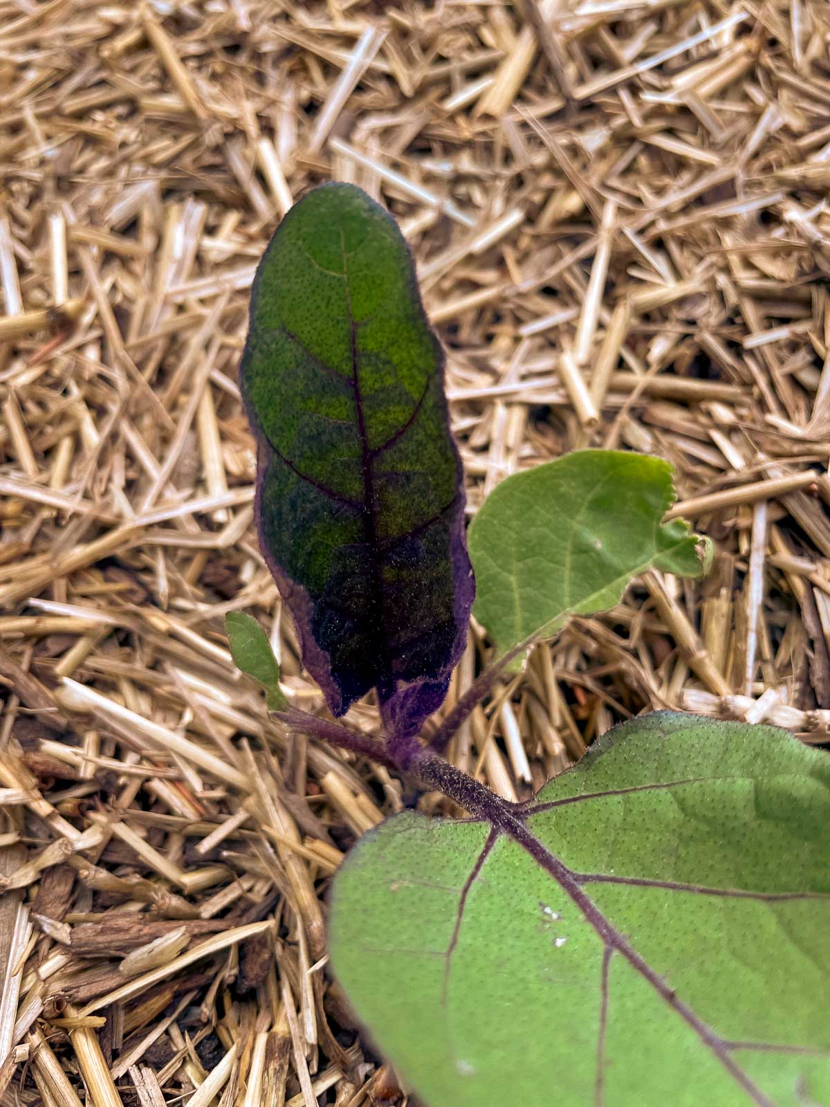 An eggplant seedling with three green and purple leaves growing in a raised bed heavily mulched with straw.