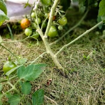 Tomatoes in a raised garden bed mulched with hay.