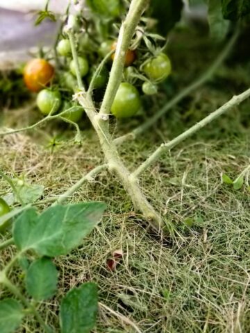 Tomatoes in a raised garden bed mulched with hay.
