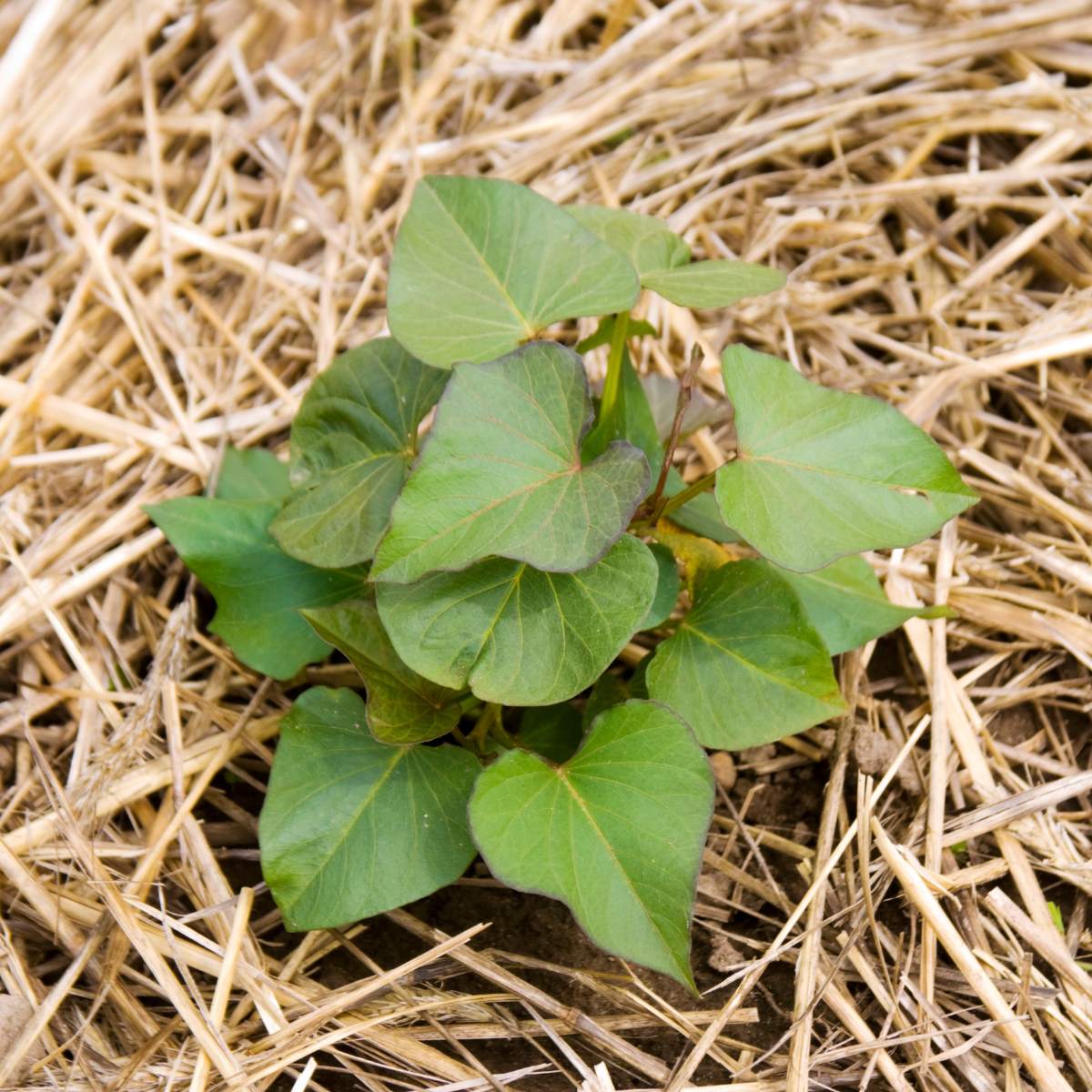 Using Straw as Mulch for a Productive Vegetable Garden