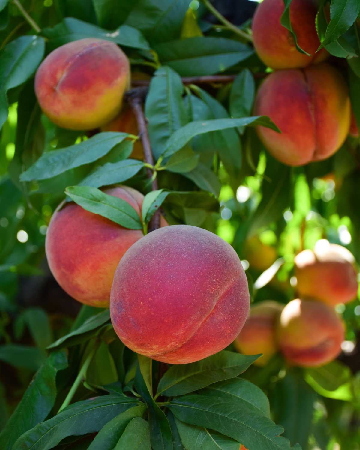 Ripe peaches growing in a back to eden permaculture food forest.
