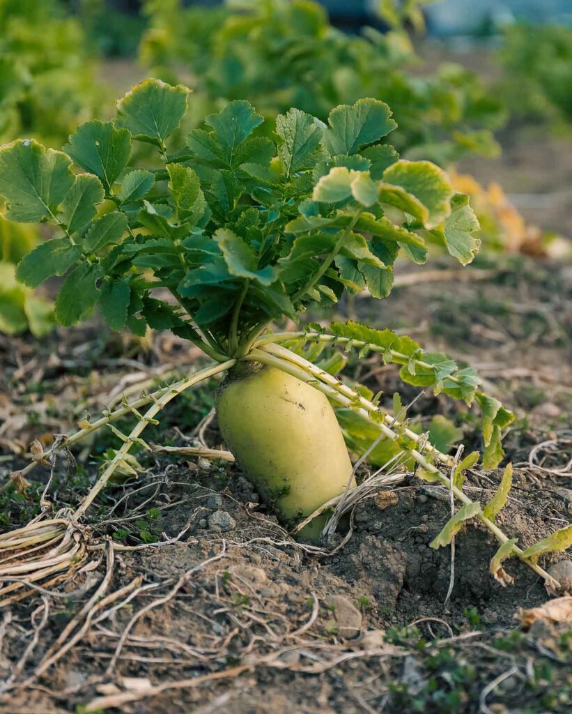 Tillage Radish The Best Cover Crop For Soil Health The Peasant's