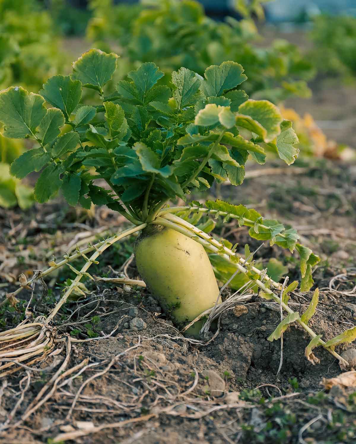 A radish sticking out of the ground planted as a cover crop to improve soils.
