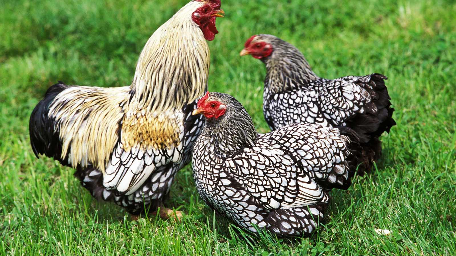 Two white and black laced Wyandotte hens standing in grassy field next to their rooster.