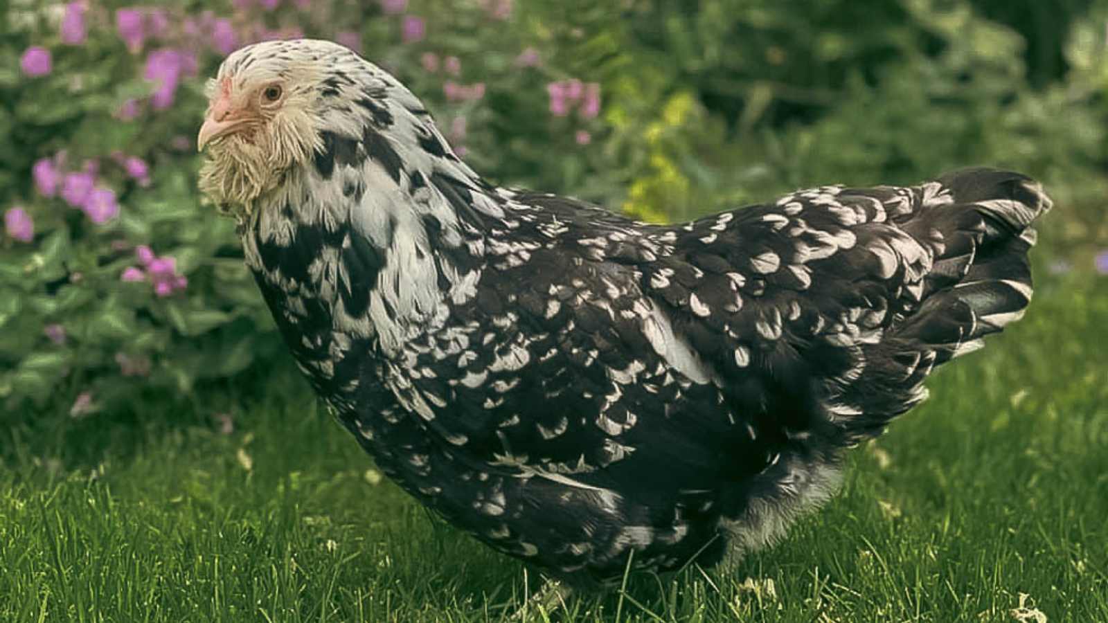A black and white Ameraucana hen on grass.
