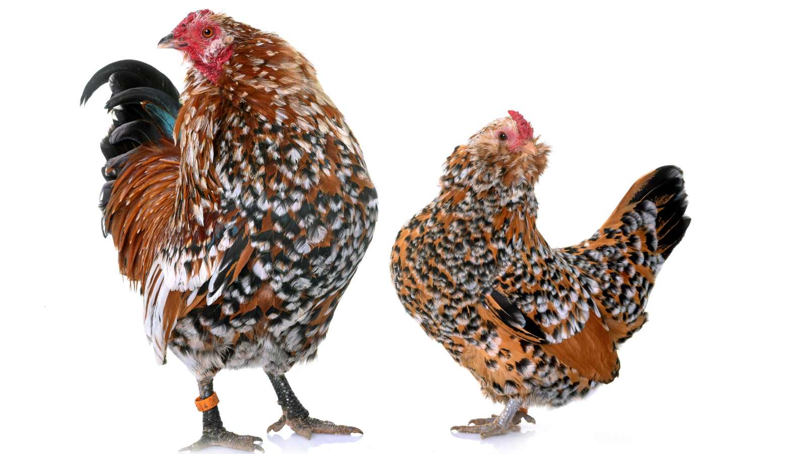 A Barbu d'Anvers hen and rooster pair. Their feather coloring is brown, black, and white.