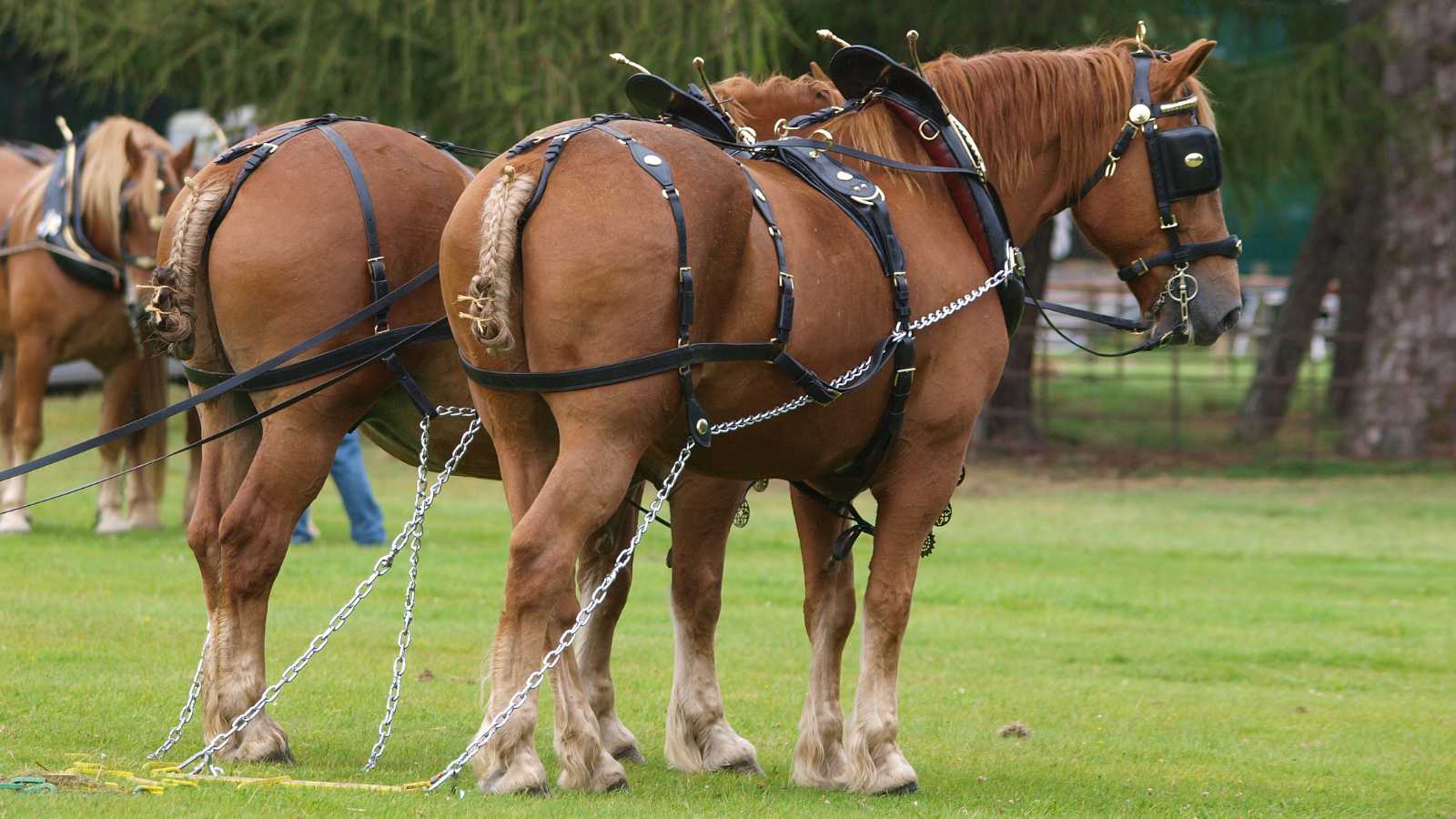 Two large brown draft horses hooked up to a plow.