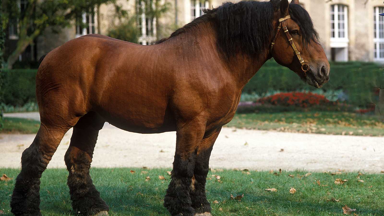A large and powerful dark brown horse with a black mane stands in aa field in front of a house.
