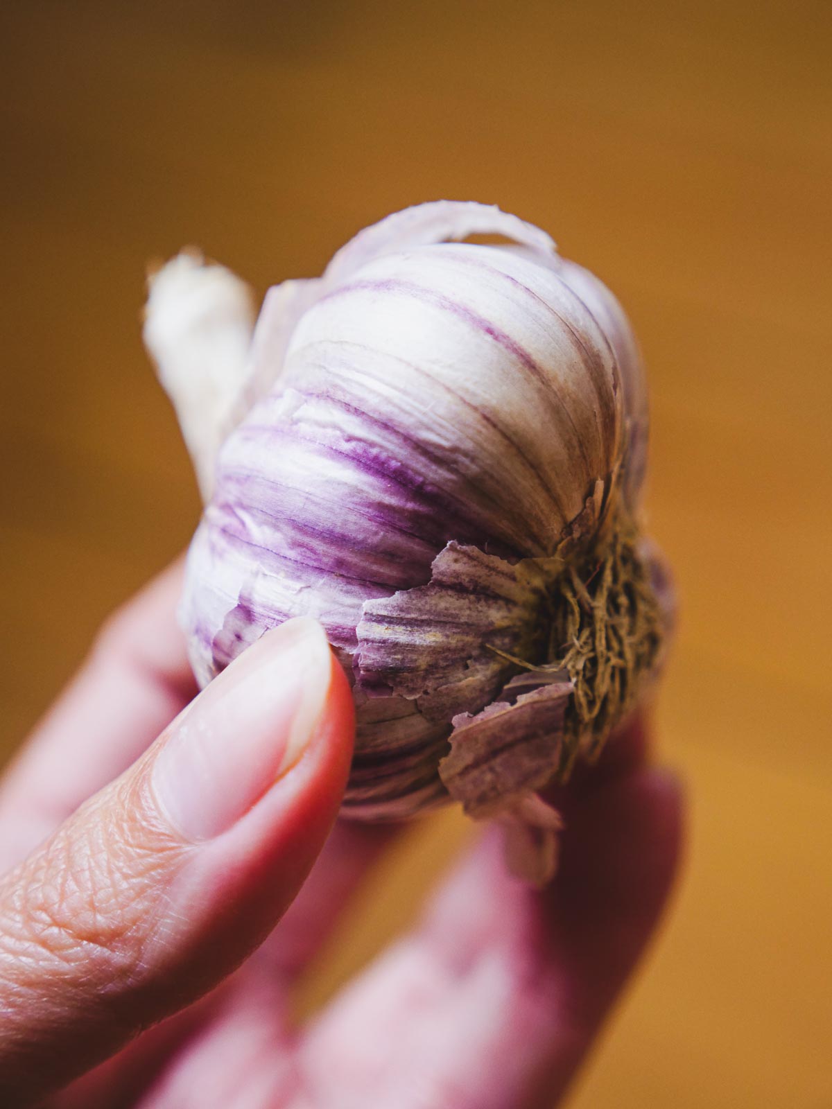 A hand holding white and purple streaked Russian red hardneck garlic.