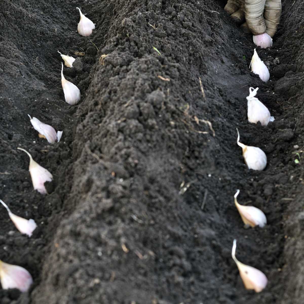 Two rows of garlic planted in trenches in the fall.