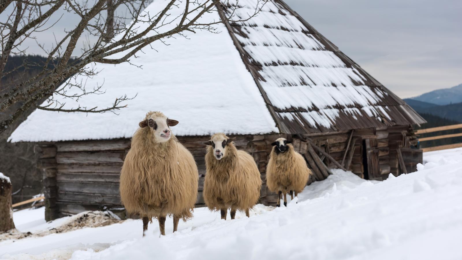 Three sheep in snow.