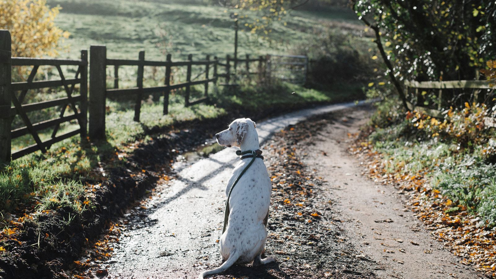 Dog sitting in country laneway.