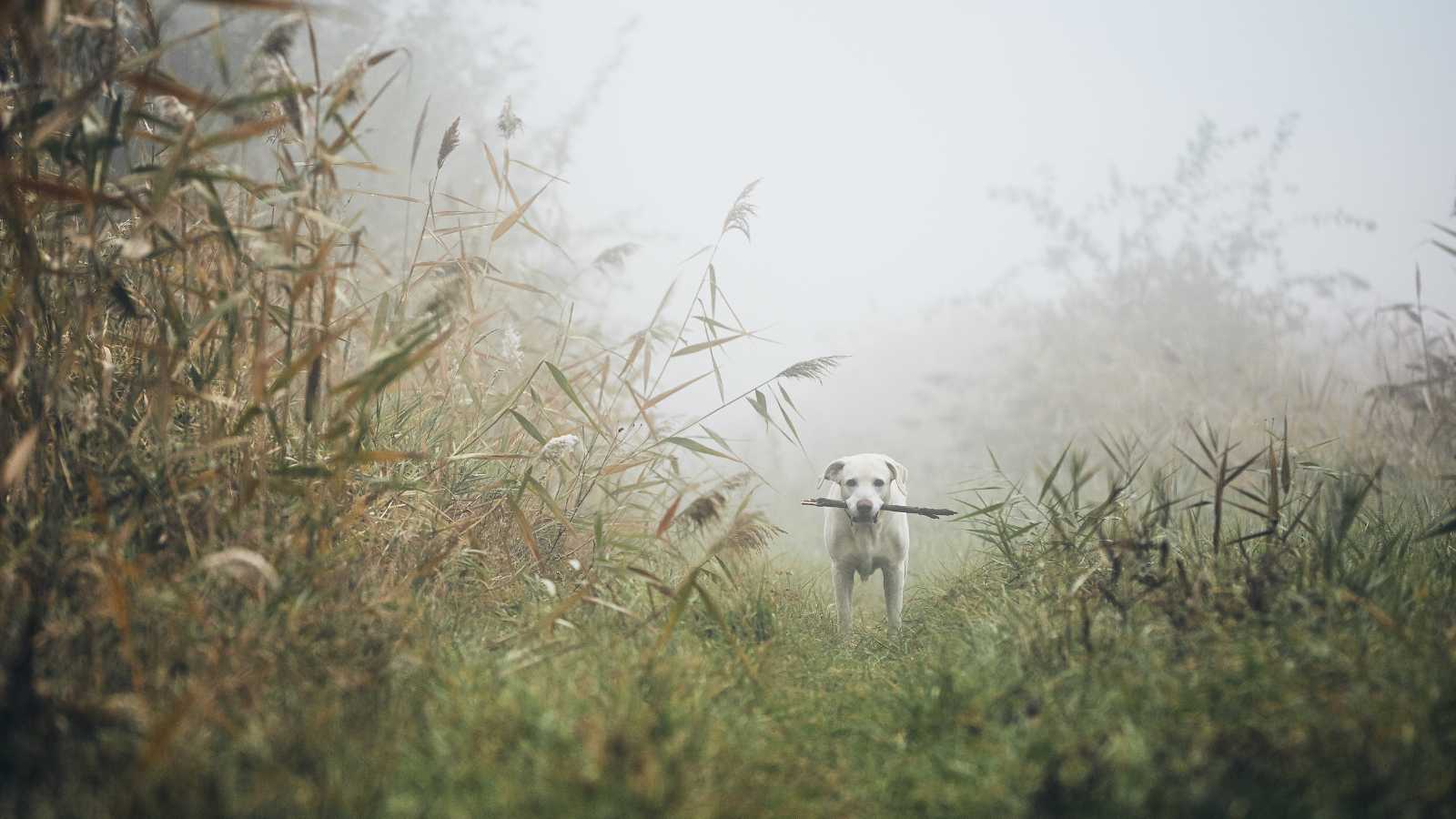 Sad dog in autumn fog.