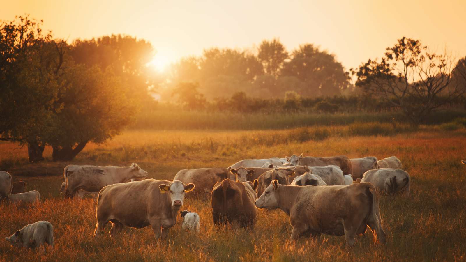 Beef in field.