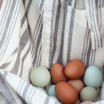 Apron full of colorful eggs.