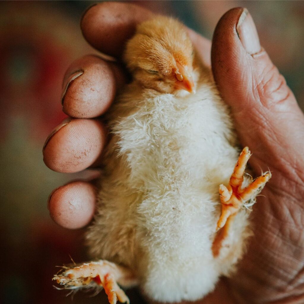Man holding baby chick.