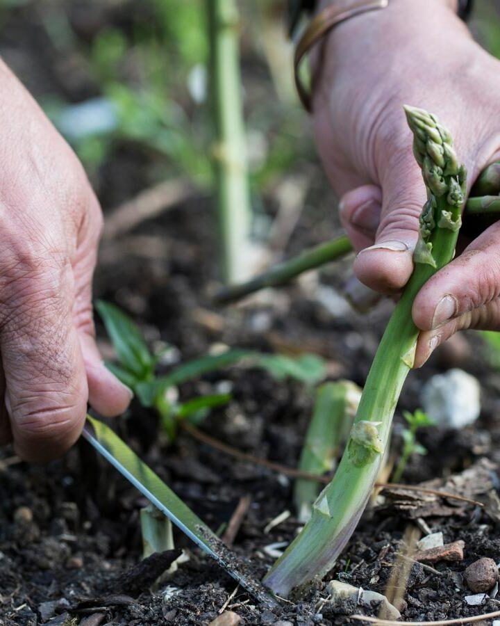 Asparagus planted from seed being harvested by hand.