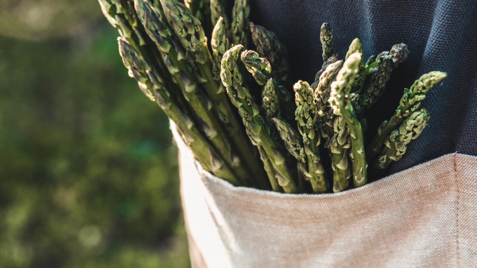 Asparagus spears grown from seeds after harvesting.
