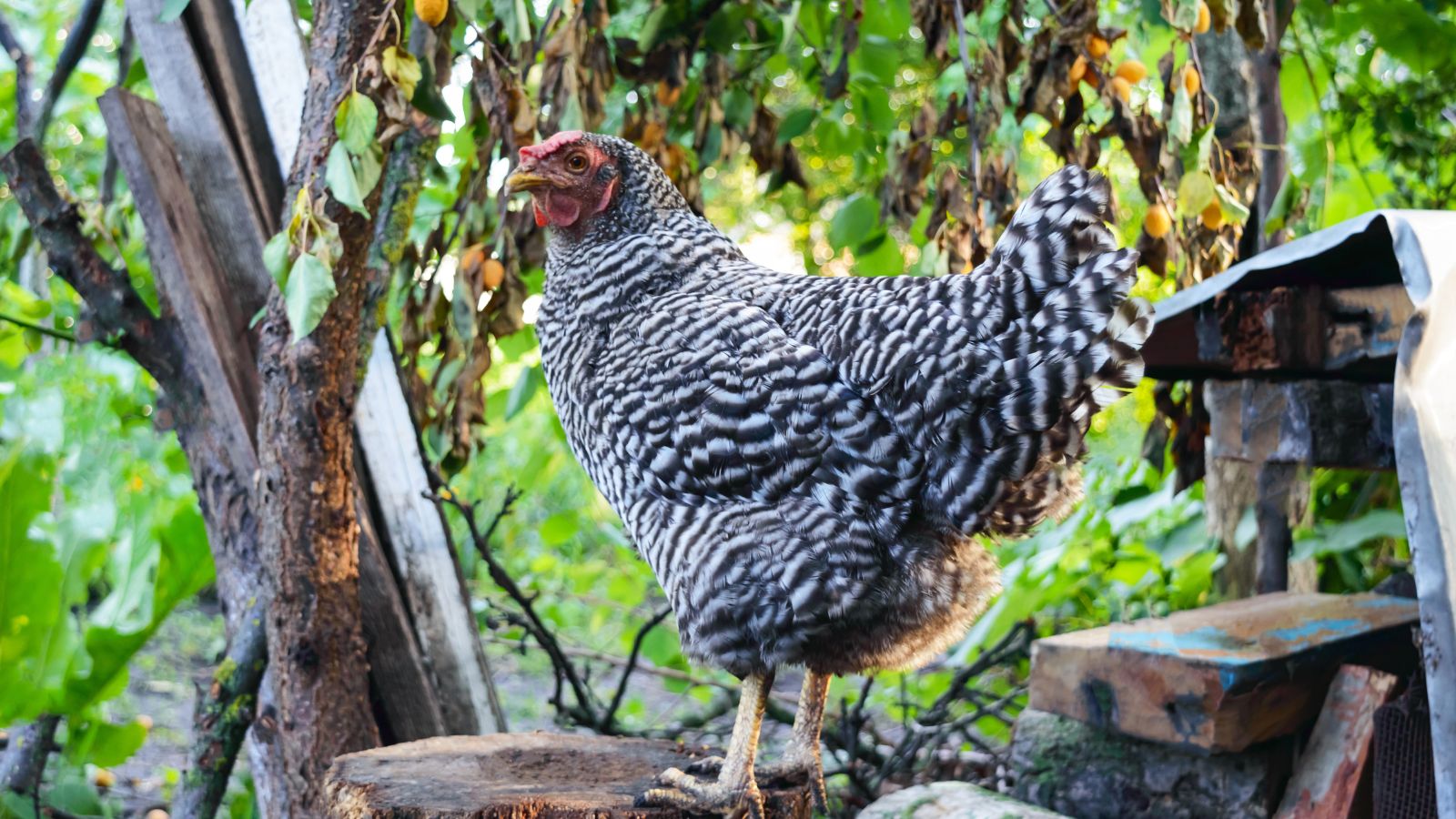 A large motley hen stands on a stump in the garden.