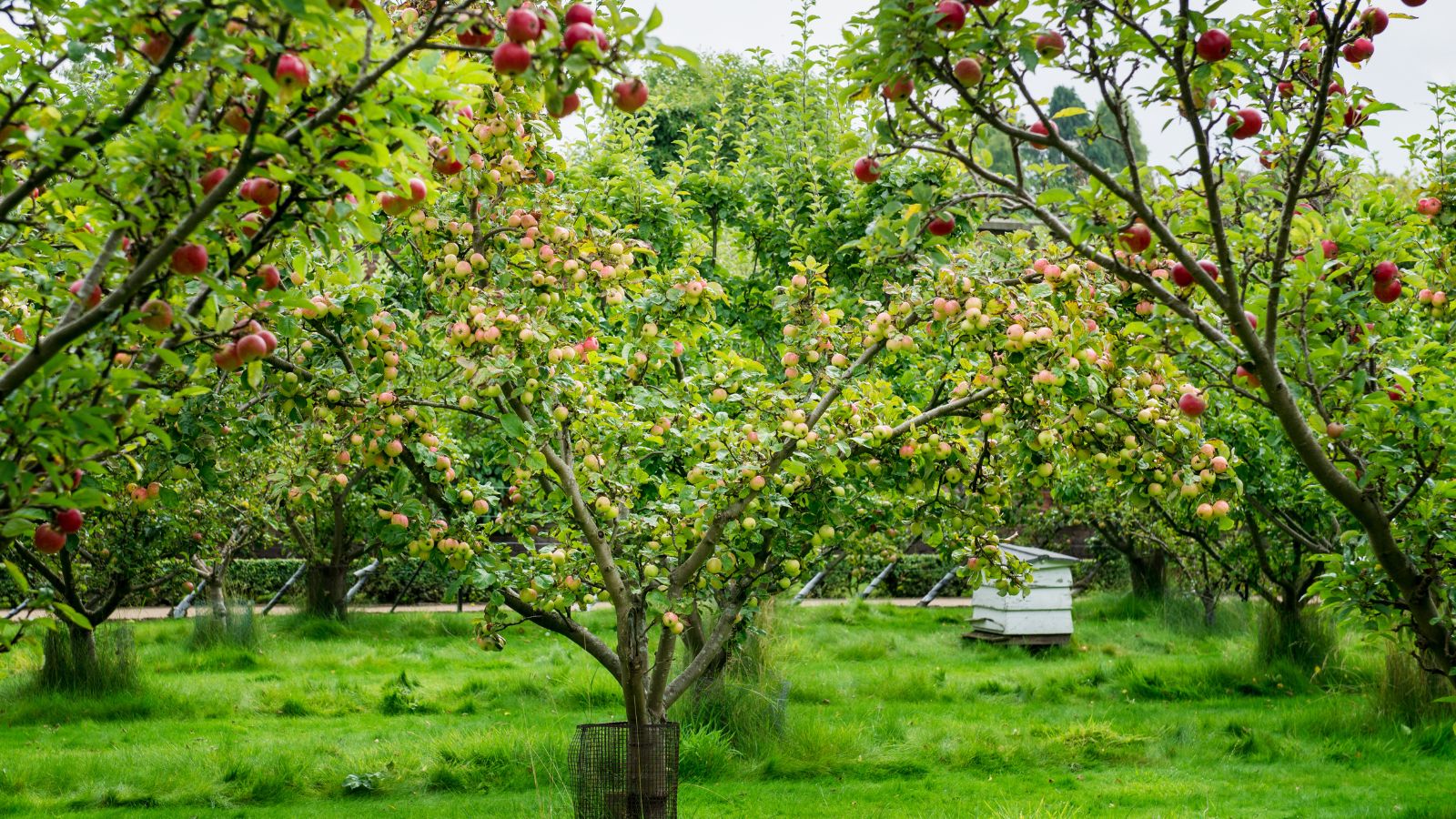 Apple trees growing in a garden.