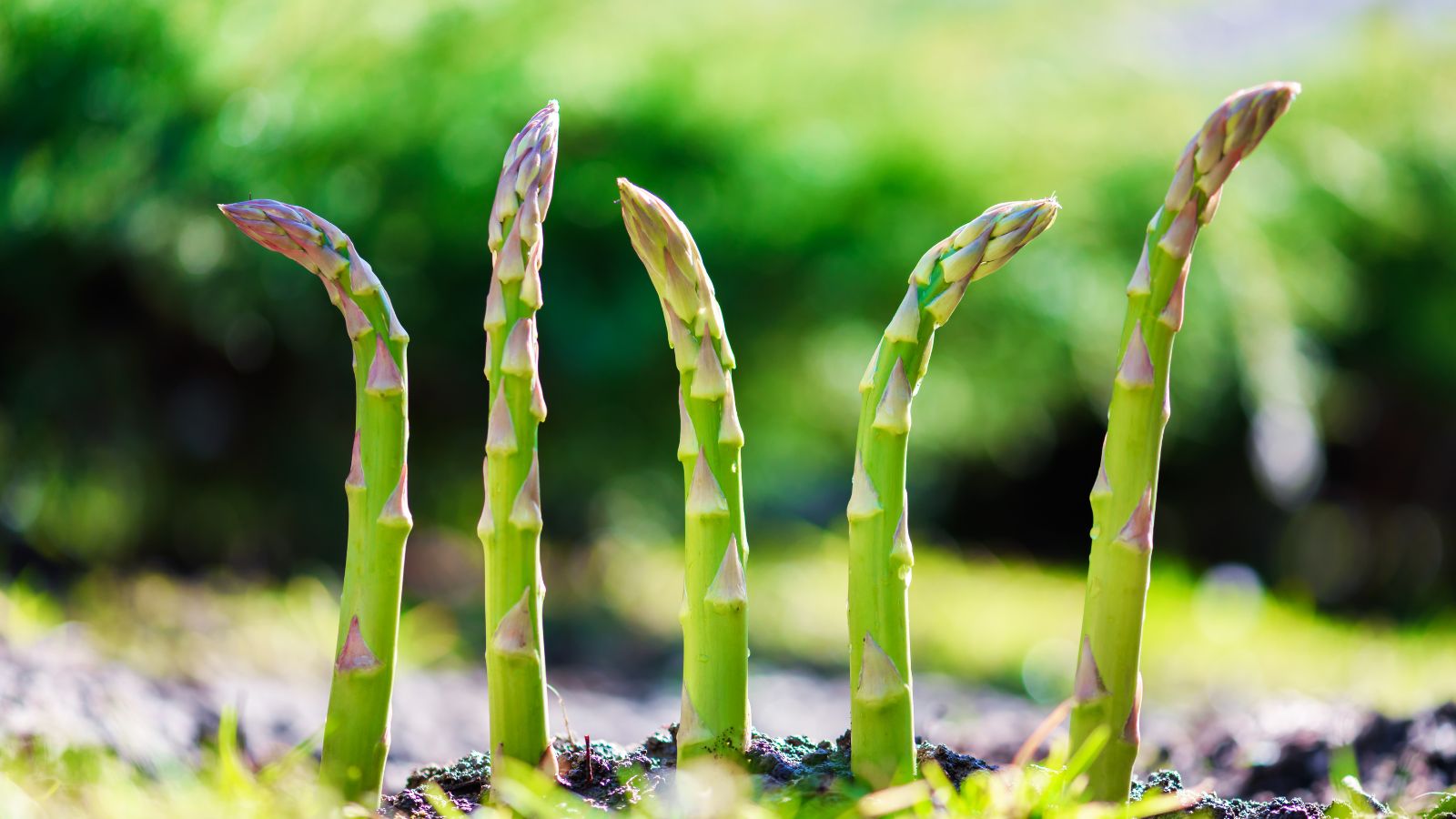 Asparagus growing in a garden.